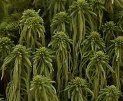 Attēlu rezultāti vaicājumam “Sphagnum quinquefarium”