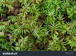 Attēlu rezultāti vaicājumam “Pleurozium schreberi sporophyte”