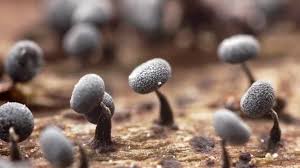 Attēlu rezultāti vaicājumam “Physarum album spores”