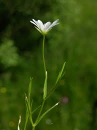 Attēlu rezultāti vaicājumam “Stellaria palustris”