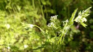 Image result for Anthriscus cerefolium