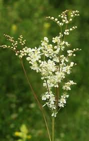 Attēlu rezultāti vaicājumam “Filipendula vulgaris leaf”