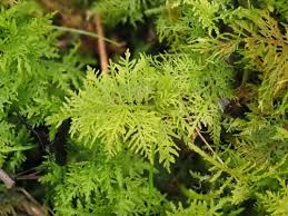 Attēlu rezultāti vaicājumam “Pleurocarpous mosses”