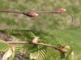 Attēlu rezultāti vaicājumam “Carpinus betulus”