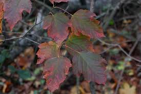 Attēlu rezultāti vaicājumam “Acer tataricum bud”