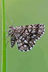 Attēlu rezultāti vaicājumam “Chiasmia clathrata”