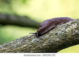 Attēlu rezultāti vaicājumam “Arion lusitanicus”