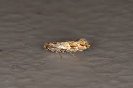 Attēlu rezultāti vaicājumam “Cameraria ohridella”