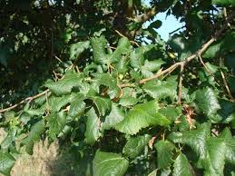 Attēlu rezultāti vaicājumam “Tilia platyphyllos Laciniata”