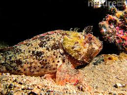 Image result for Scorpaena porcus