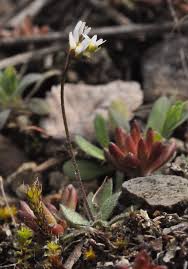 Attēlu rezultāti vaicājumam “Erophila verna leaf”