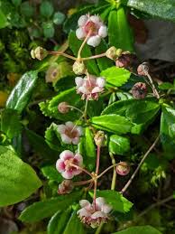 Attēlu rezultāti vaicājumam “Chimaphila umbellata bud”
