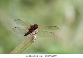 Attēlu rezultāti vaicājumam “Libellula fulva male”