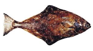 Image result for Hippoglossus hippoglossus