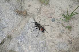 Attēlu rezultāti vaicājumam “Anoplius viaticus”