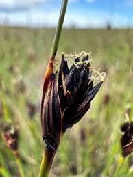 Attēlu rezultāti vaicājumam “Schoenus ferrugineus bud”