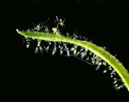 Attēlu rezultāti vaicājumam “Tubifera applanata sessile”