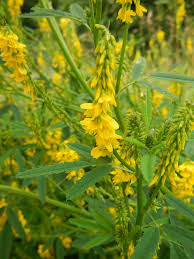 Attēlu rezultāti vaicājumam “Melilotus”