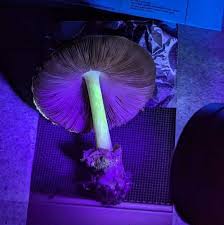 Attēlu rezultāti vaicājumam “Volvariella bombycina”