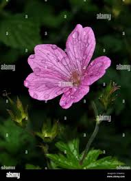 Attēlu rezultāti vaicājumam “Geranium bohemicum bud”