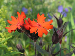 Attēlu rezultāti vaicājumam “Silene x arkwrightii Vesuvius”