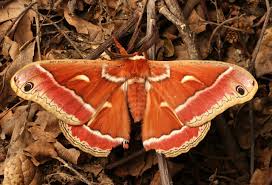 Attēlu rezultāti vaicājumam “Comatricha elegans stalked”