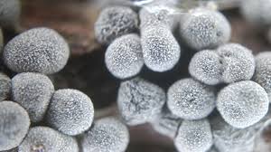 Attēlu rezultāti vaicājumam “Badhamia affinis var. microspora”