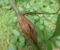 Attēlu rezultāti vaicājumam “Lasioptera rubi”