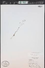 Attēlu rezultāti vaicājumam “Draba nemorosa fruit”