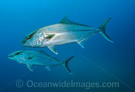 Image result for Seriola dumerili