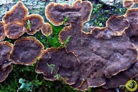 Attēlu rezultāti vaicājumam “Hymenochaete tabacina”