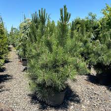 Attēlu rezultāti vaicājumam “Pinus nigra”