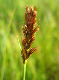 Attēlu rezultāti vaicājumam “Blysmus compressus”