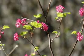 Image result for Rumex sanguineum