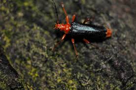 Attēlu rezultāti vaicājumam “Rhamnusium bicolor”