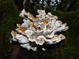 Attēlu rezultāti vaicājumam “Postia”