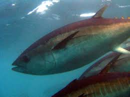 Image result for Thunnus maccoyii