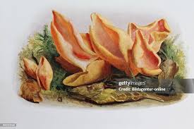 Attēlu rezultāti vaicājumam “Otidea leporina”