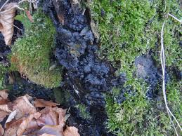 Attēlu rezultāti vaicājumam “Kretzschmaria deusta”