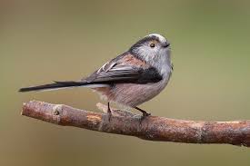 Attēlu rezultāti vaicājumam “Aegithalos caudatus”