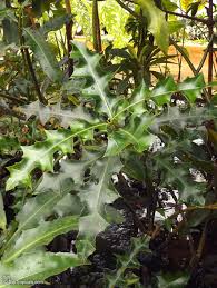 Attēlu rezultāti vaicājumam “Anthyllis maritima leaf”