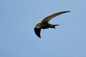 Image result for Chaetura pelagica