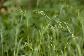 Attēlu rezultāti vaicājumam “Festuca altissima”