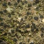 Attēlu rezultāti vaicājumam “Bacidia subincompta”