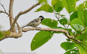 Attēlu rezultāti vaicājumam “Parus major male”