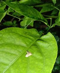 Attēlu rezultāti vaicājumam “Hypena proboscidalis”