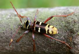 Attēlu rezultāti vaicājumam “Plagionotus detritus imago”