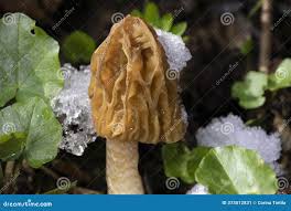 Attēlu rezultāti vaicājumam “Verpa bohemica”