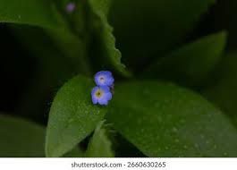 Attēlu rezultāti vaicājumam “Myosotis sparsiflora flower”