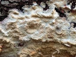 Attēlu rezultāti vaicājumam “Phlebia centrifuga”